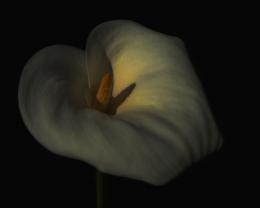 Cala Lily